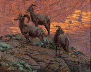 Canyon Corridors Big Horn Sheep